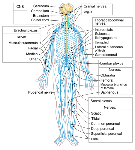 The nervous system (image from Wikimedia)