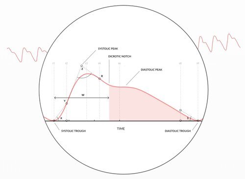 Instead of just counting beats, the Biostrap cloud services analyses the PPG waveform captured by the sensor. 