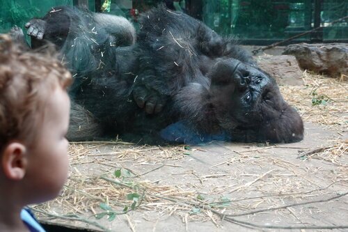 Parent, Gorilla and Kid: who's watching who? Learn about nature by seeing, hearing and smelling the animals - a zoo offers so much more than mere entertainment with the right narrative.