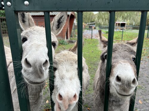 Making new friends... the rural way!