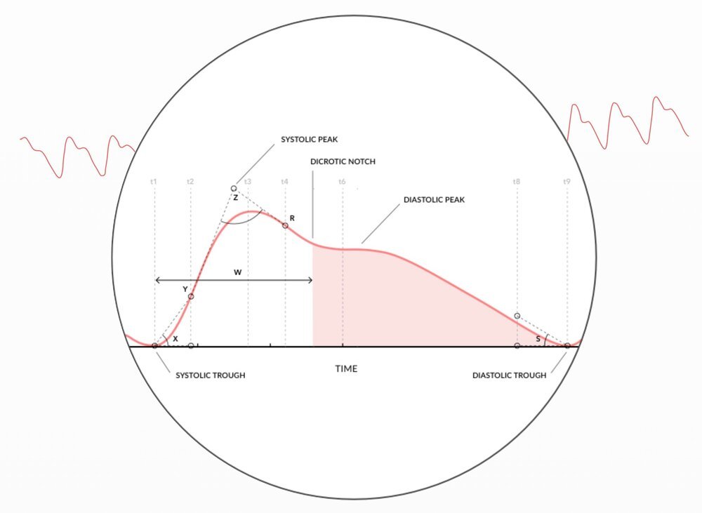 Instead of just counting beats, the Biostrap cloud services analyses the PPG waveform captured by the sensor.