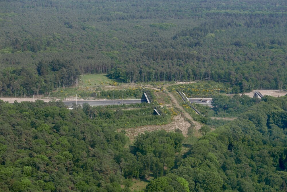 Ecoduct
