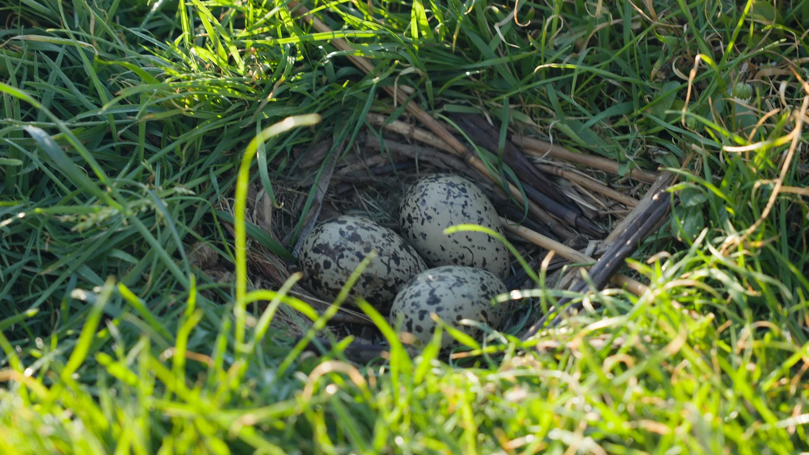 A nest with eggs, hidden in the grass. Photo: Kevin Middelkoop