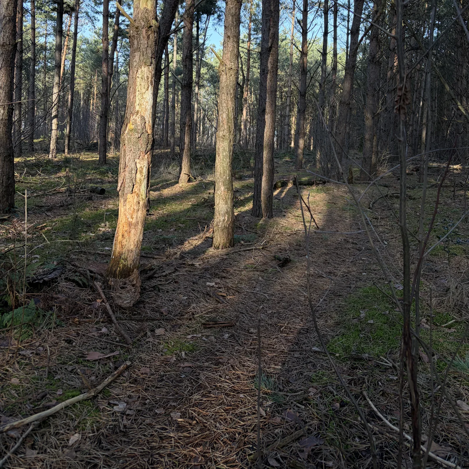 Trail through the local forest in my backyard ('t Ham, Hegelsom)