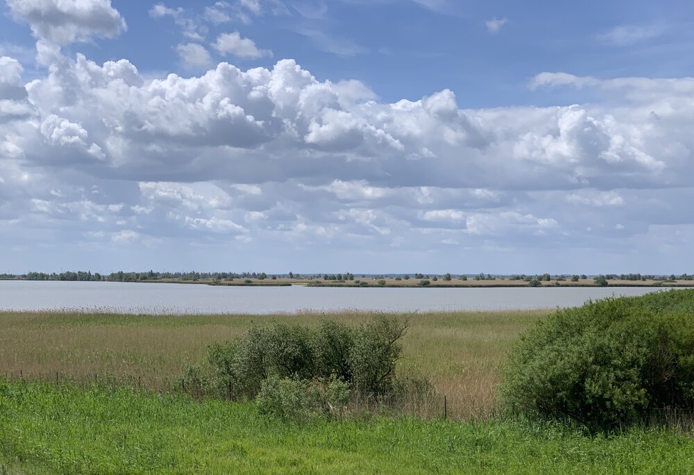 Oostvaardersplassen nabij Lelystad