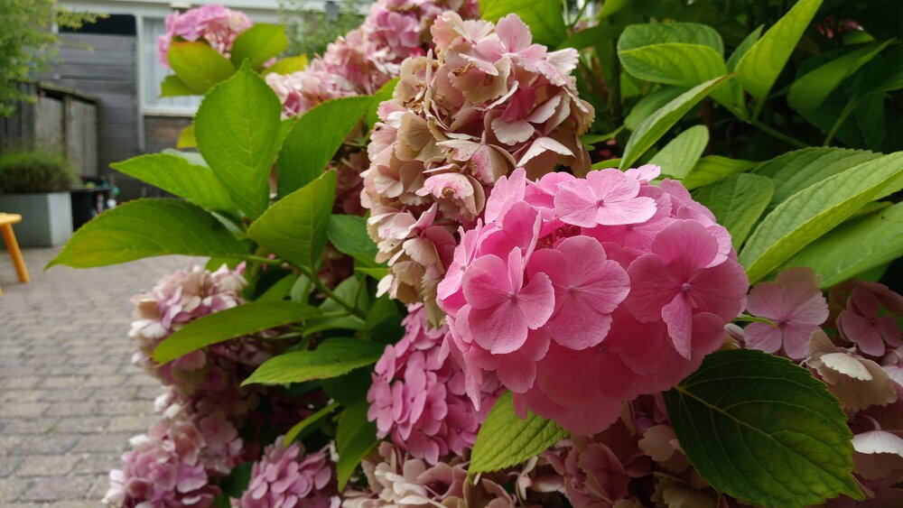 De hoofdcamera maakt mooie foto's, vooral als de lichtomstandigheden goed zijn